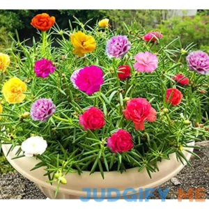 GreenCreator Mixed Moss Rose Plant Seed Mix 1000 Seeds вЂPortulaca GrandifloraвЂ™ Flowers for Bonsai Garden Balcony Planting